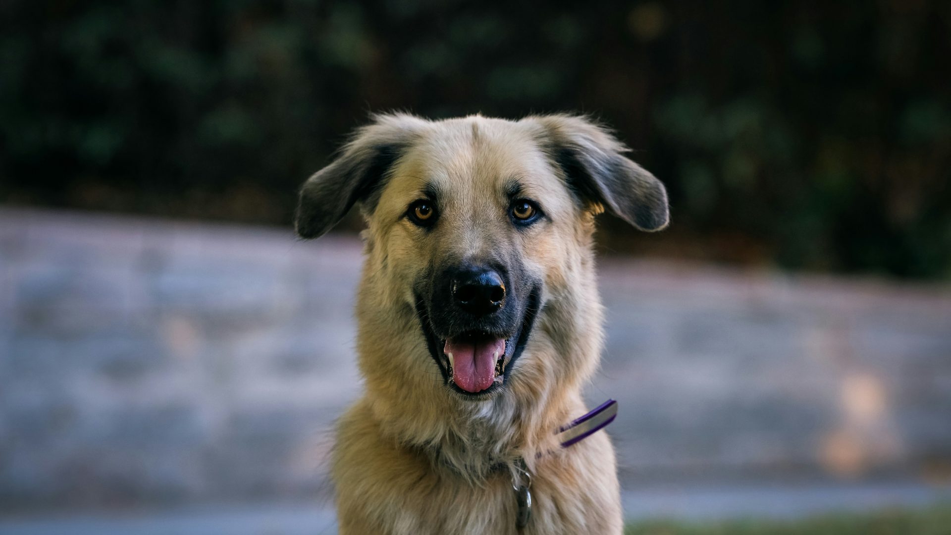 brown and black short coated dog